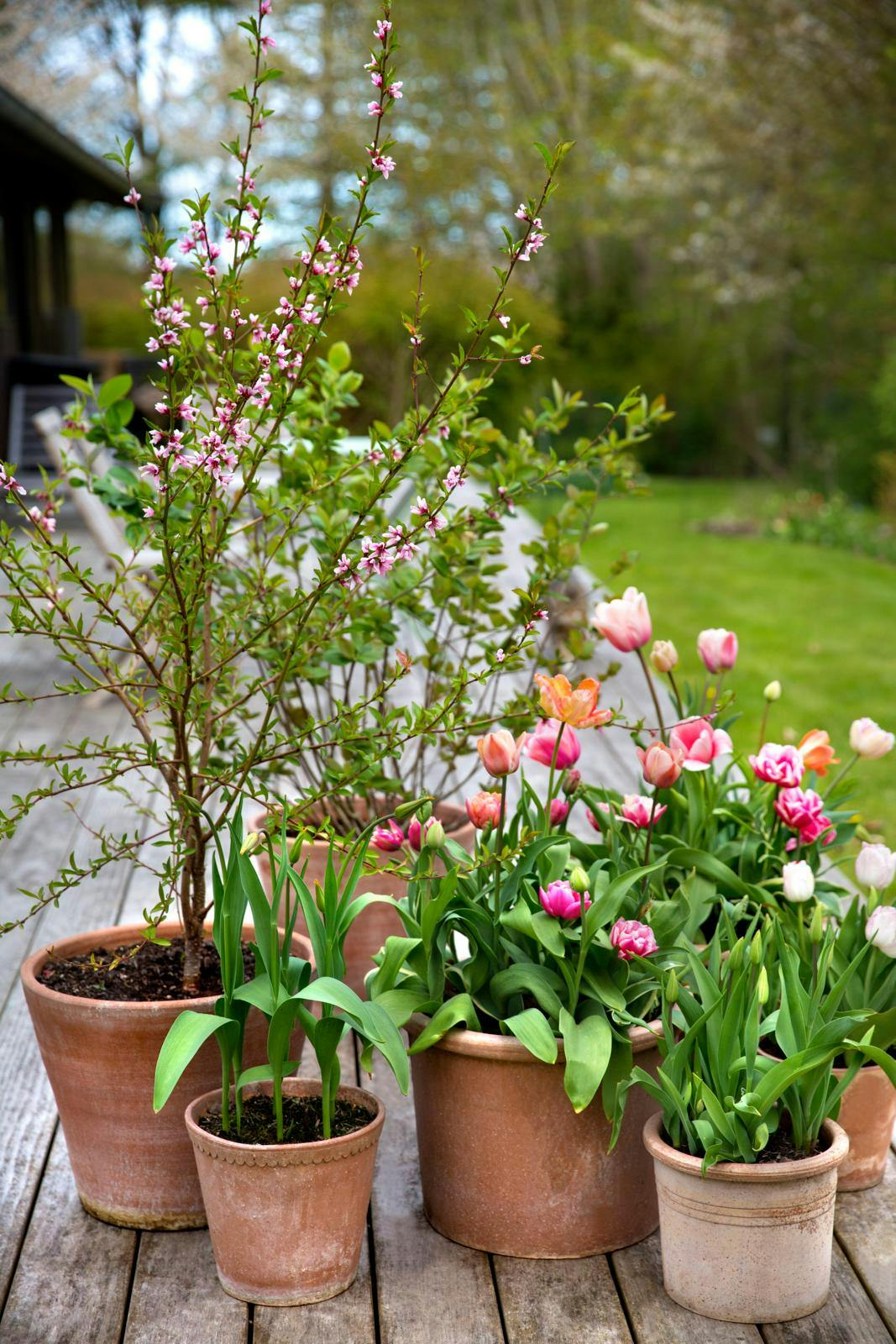Krukker med tulipaner og lyserøde træer på en terrasse.