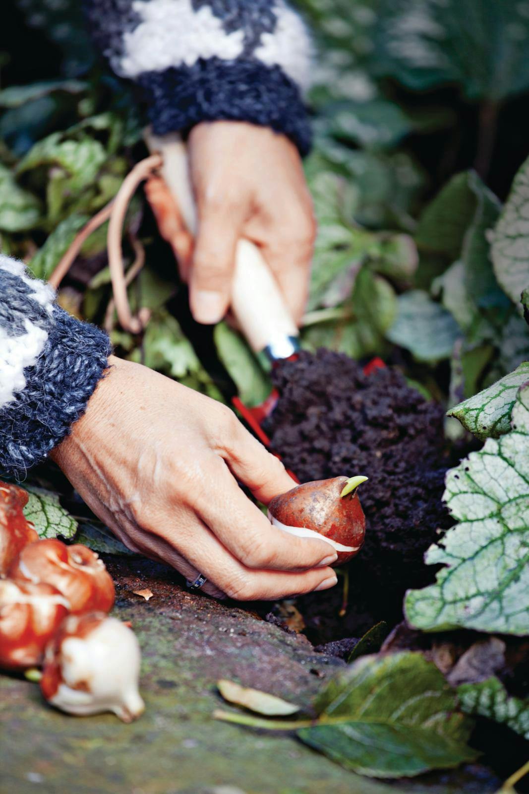 Hænder, der lægger tulipanløg i et bed.