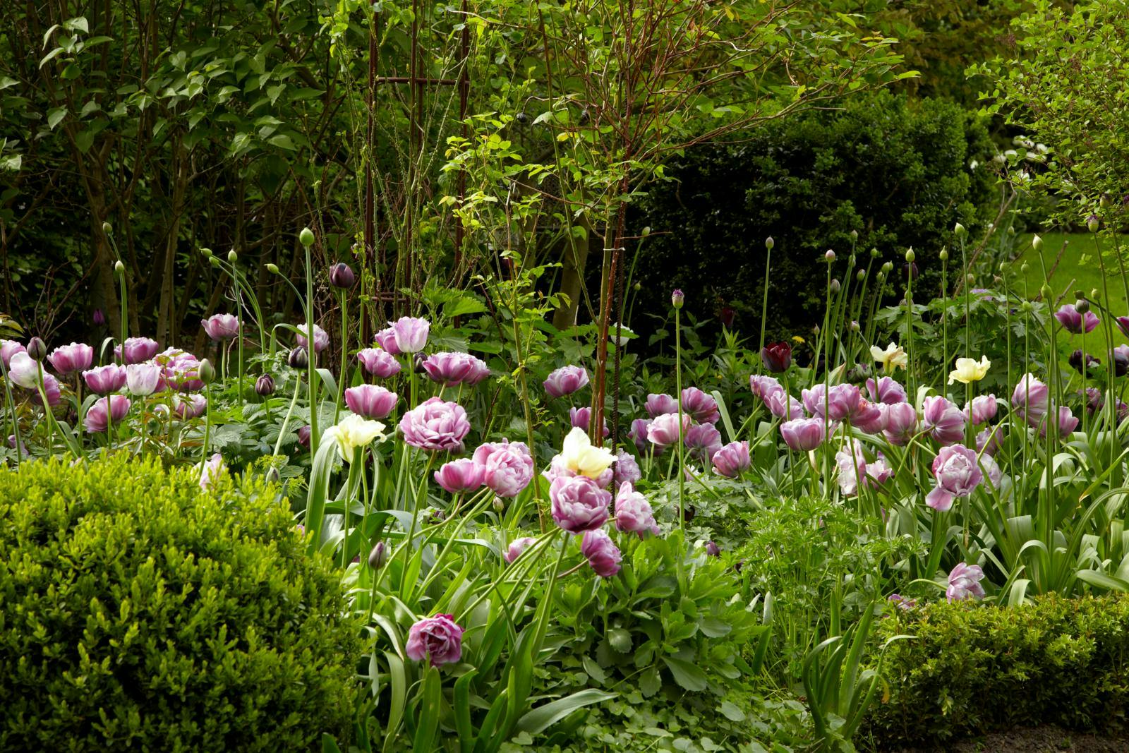 Et stort bed fyldt med lyserøde tulipaner og påskeliljer