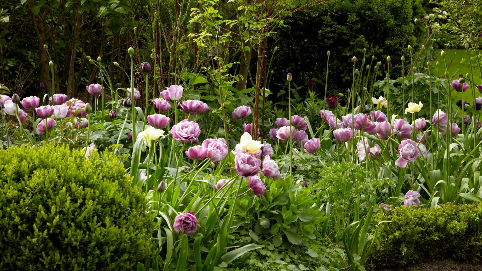 Et stort bed fyldt med lyserøde tulipaner og påskeliljer
