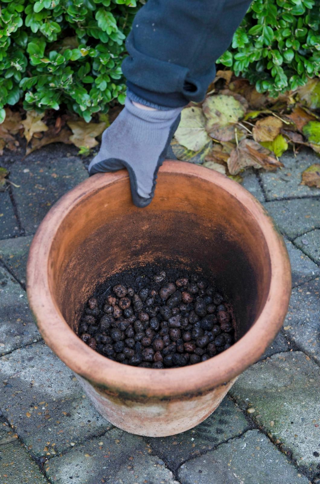 En krukke med lecakugler i bunden og muld ovenpå.
