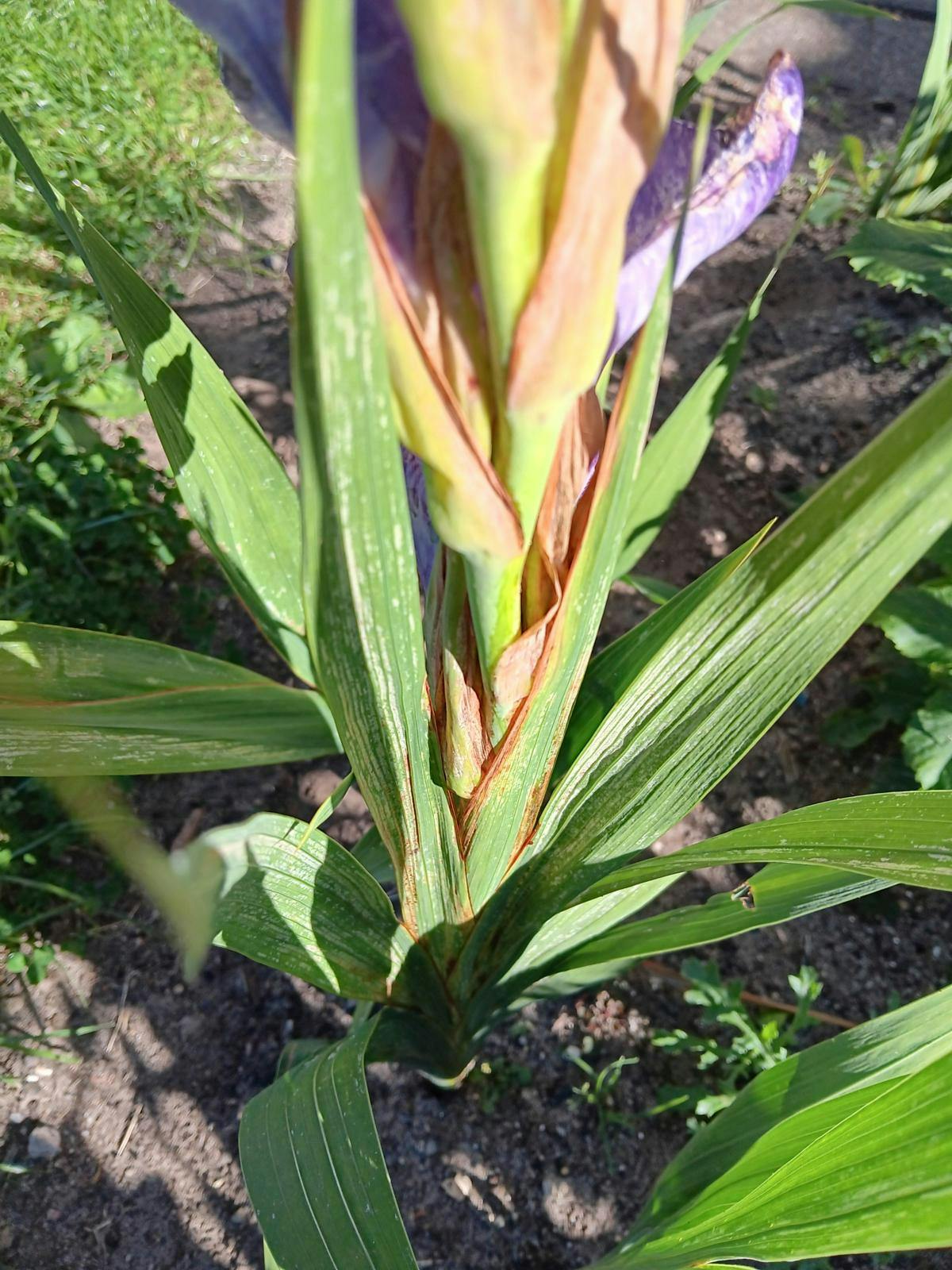 En gladiolus med brune blade. 