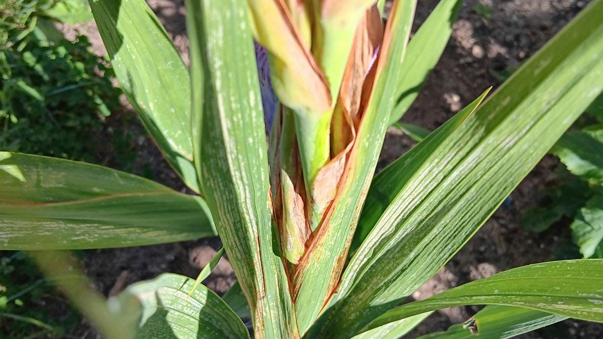 En gladiolus med brune blade.