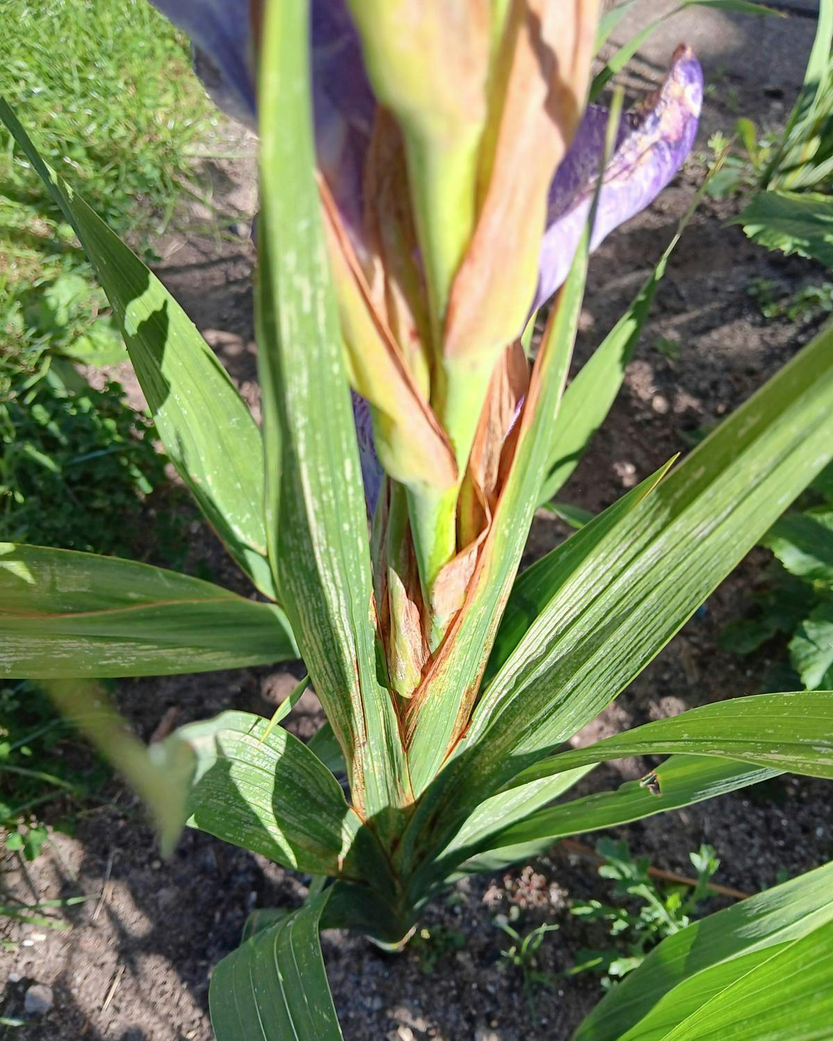 En gladiolus med brune blade.