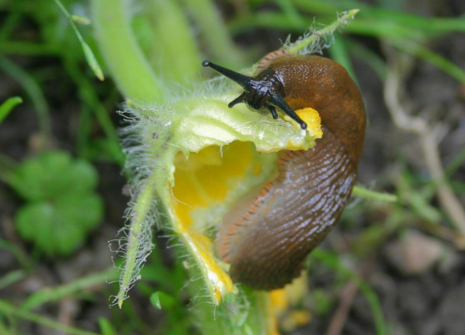 En dræbersnegl på en blomst.