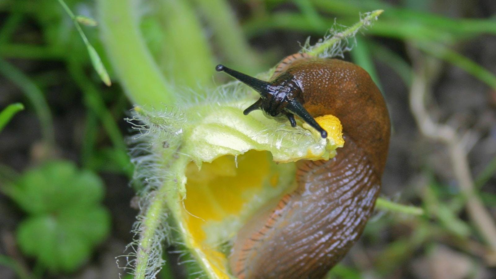 En dræbersnegl på en blomst.
