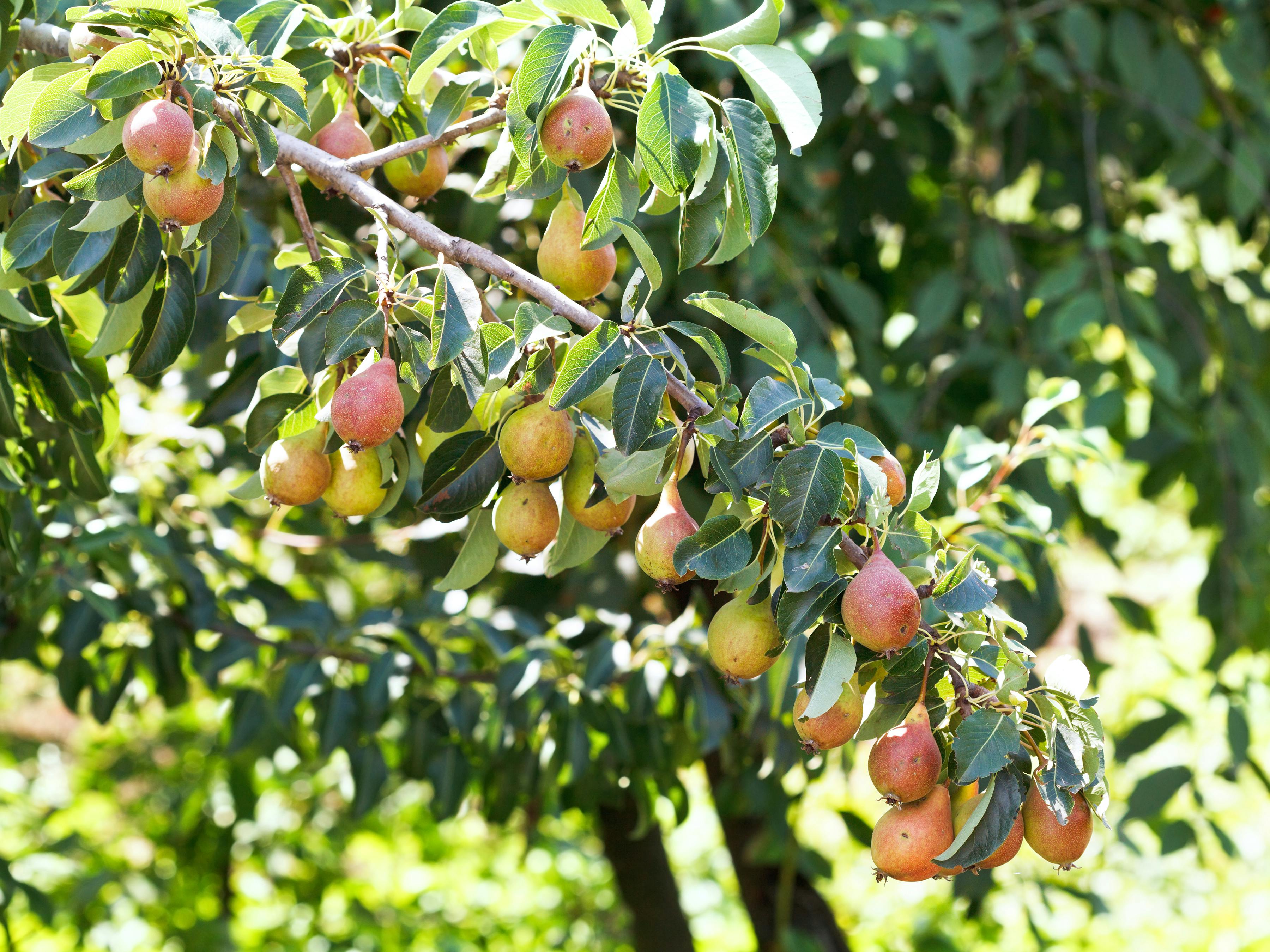 Rød pære på et pæretræ