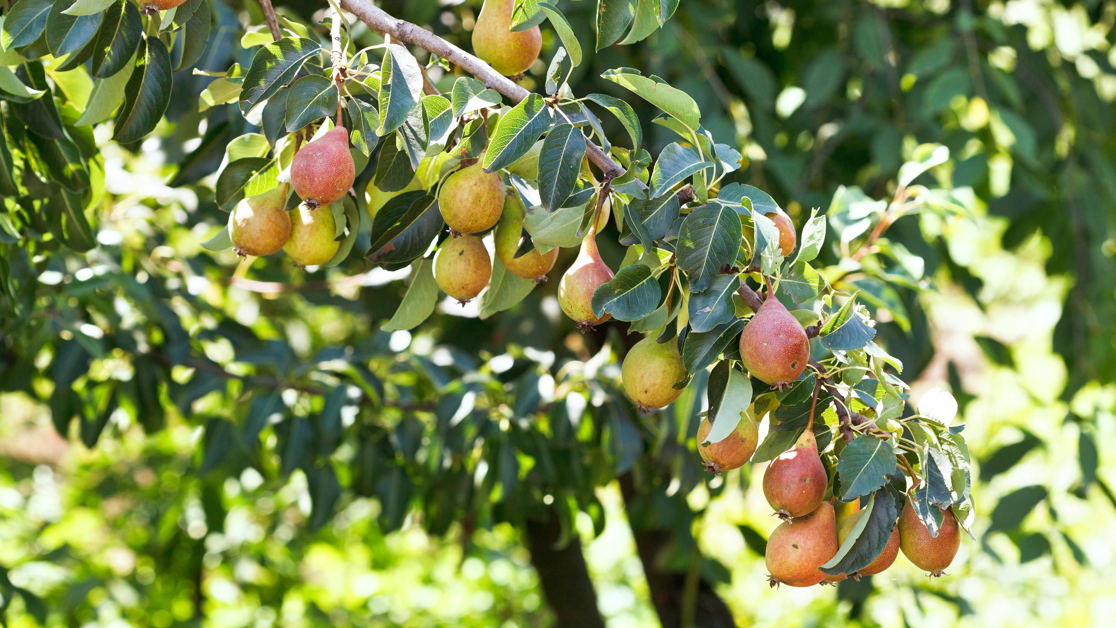 Gren fra et pæretræ med røde pærer på