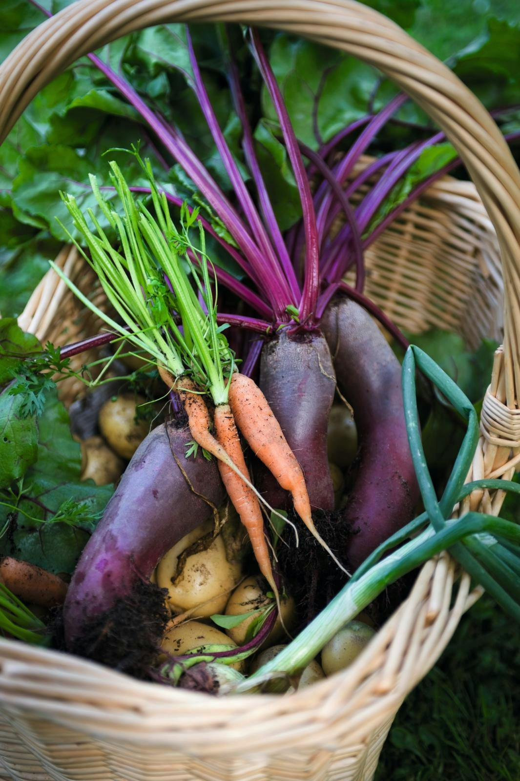 En kurv fuld af forskellige grøntsager