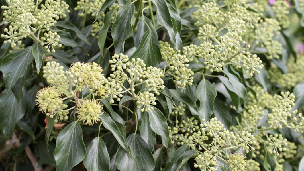 En vedbendbusk i blomst