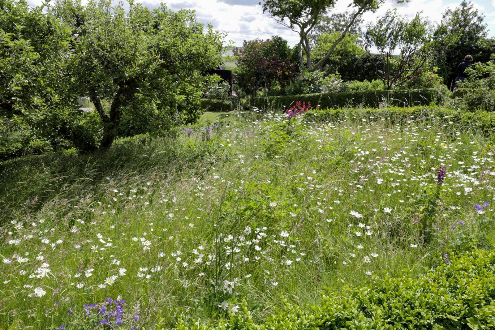 En græsplæne, der er vokset til med vilde blomster