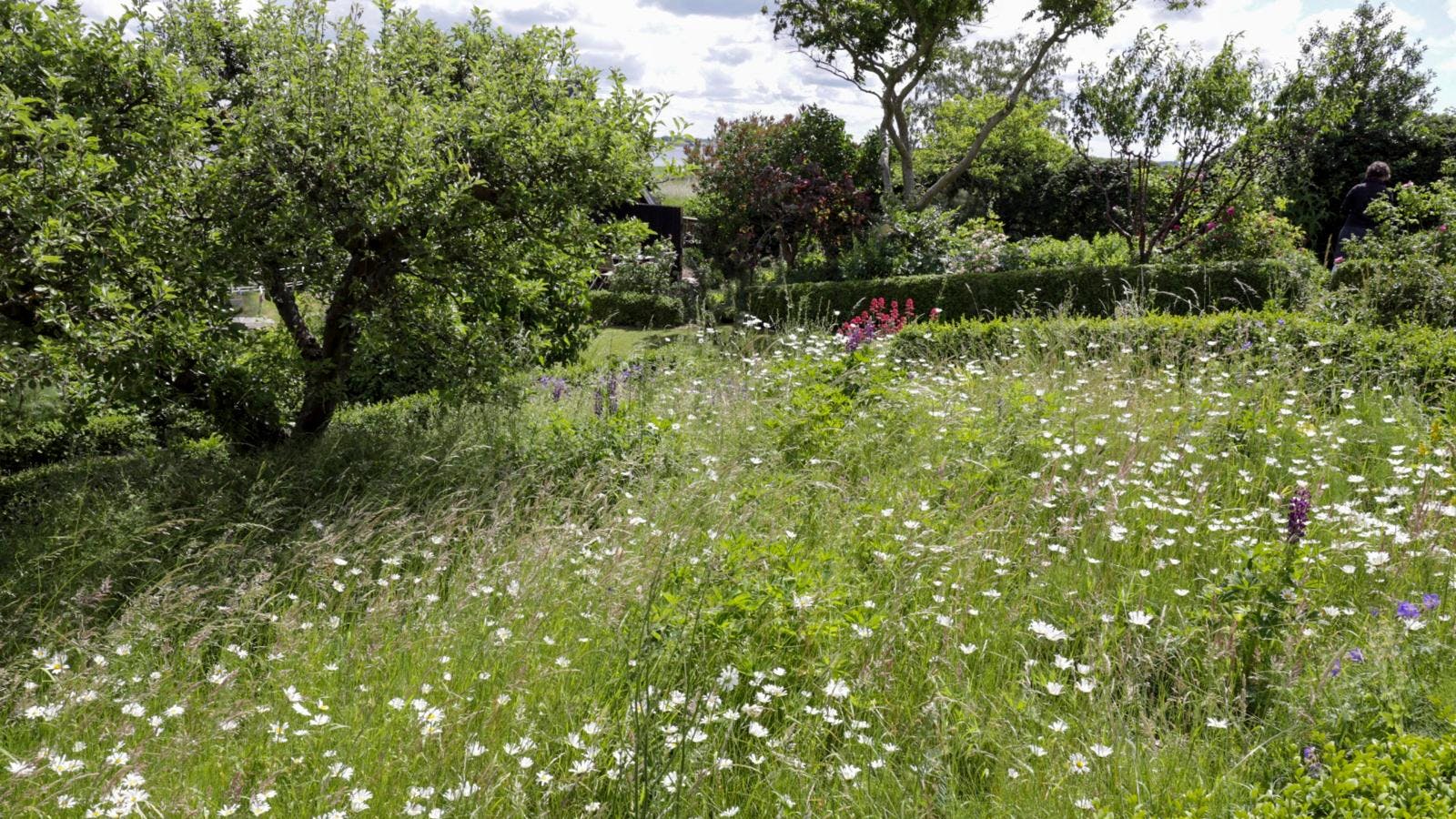 En græsplæne, der er vokset til med vilde blomster