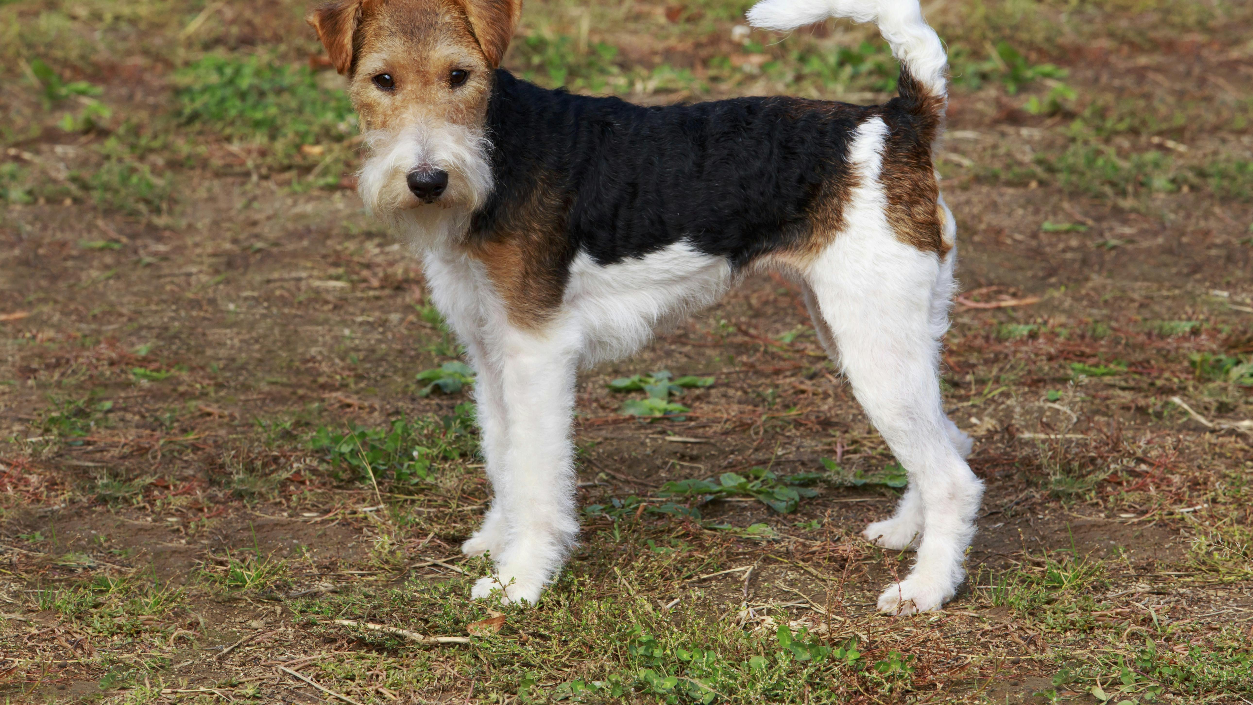 Fox terrieren gør som den selv vil.