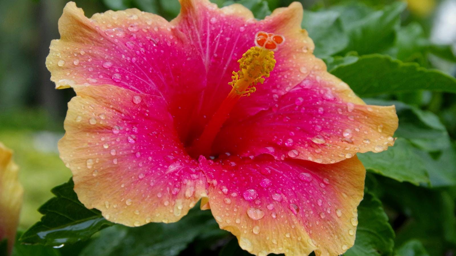 En lyserød hibiscus set tæt på