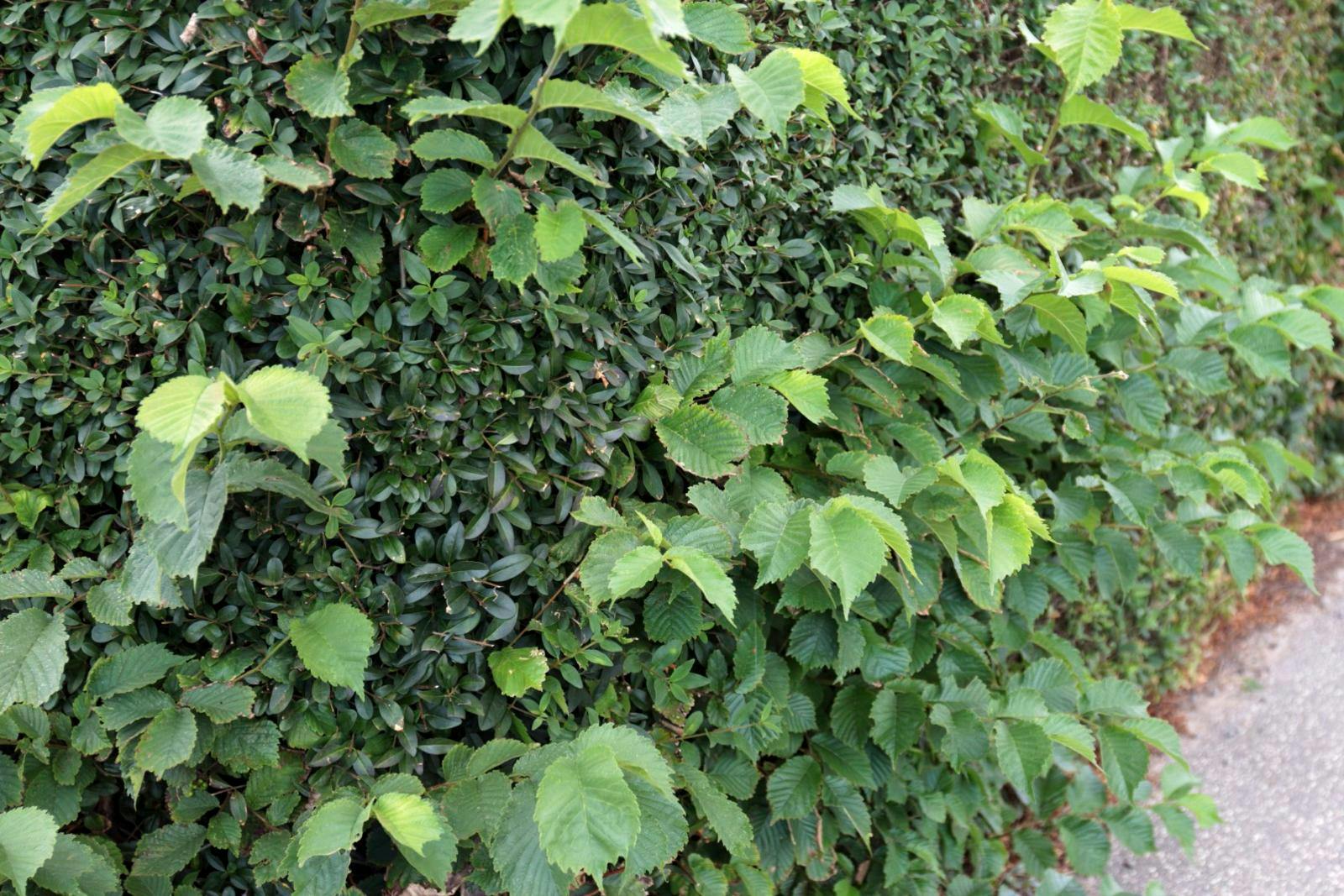 En rodet hæk med en masse forskellige planter i.