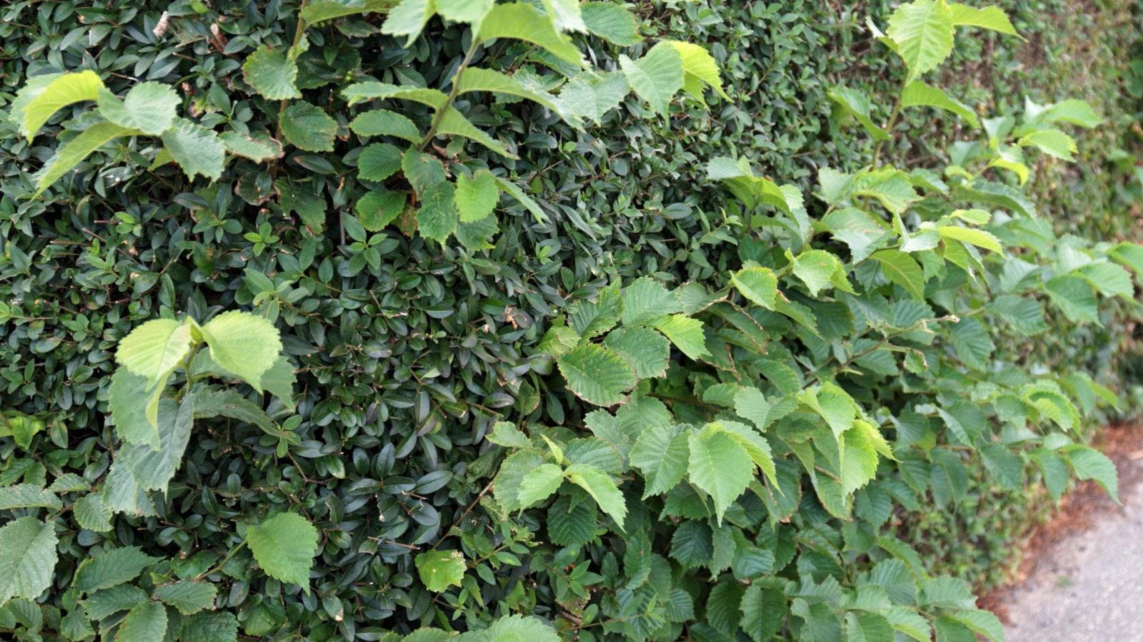 En rodet hæk med en masse forskellige planter i.