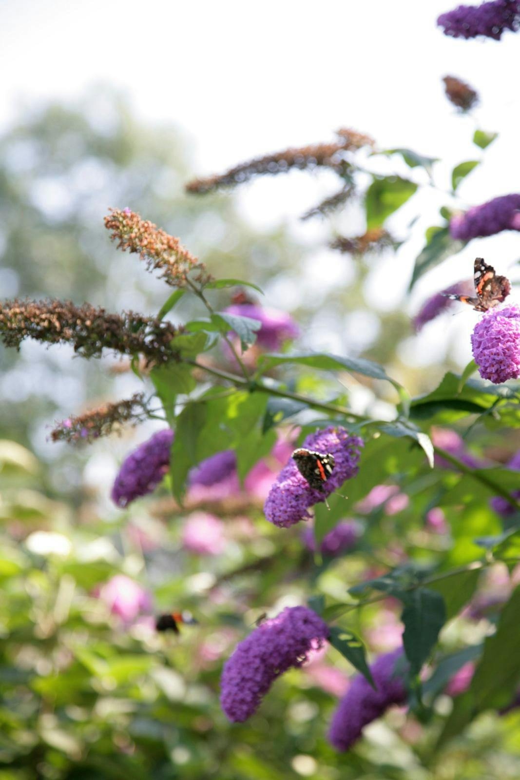 Lilla blomster fra sommerfuglebusk set tæt på