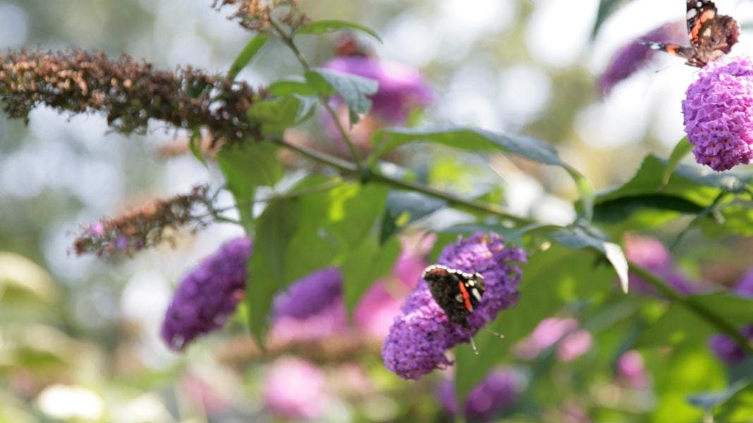 Lilla blomster fra sommerfuglebusk set tæt på