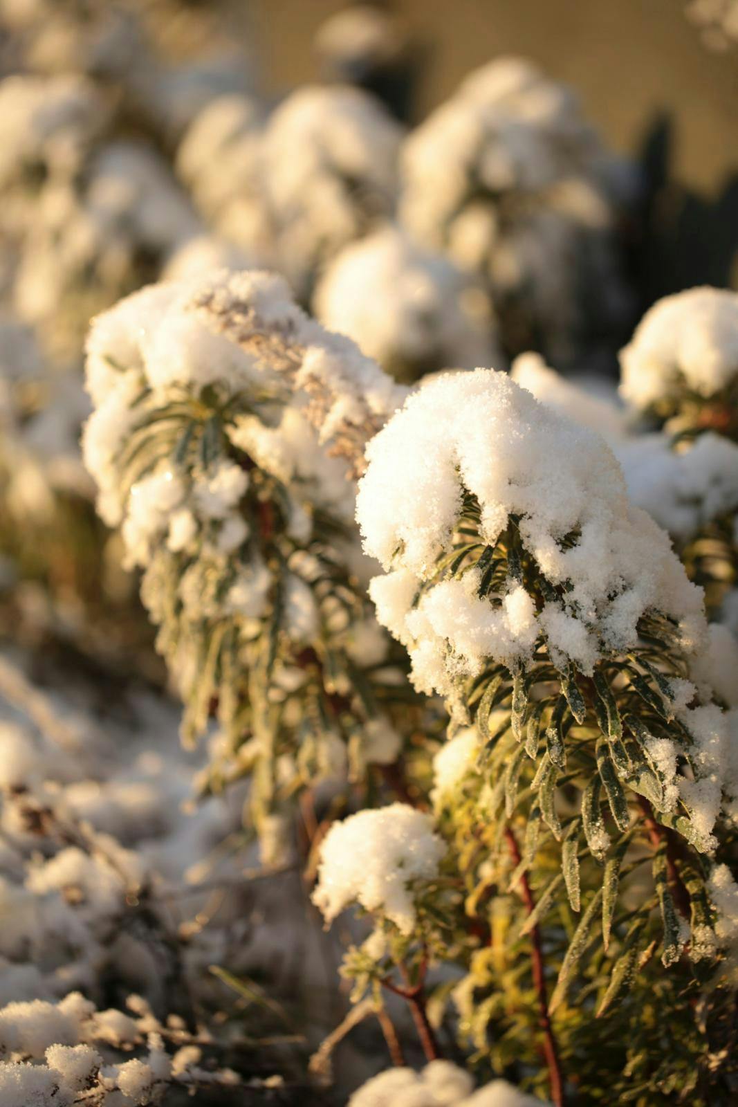 Vortemælkplanter med sne på