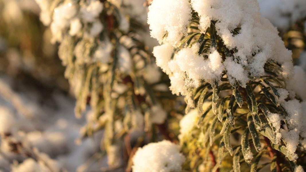 Vortemælkplanter med sne på