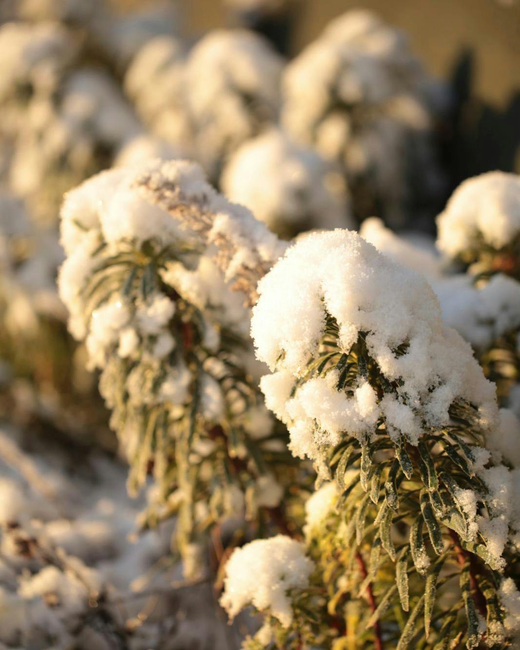 Vortemælkplanter med sne på