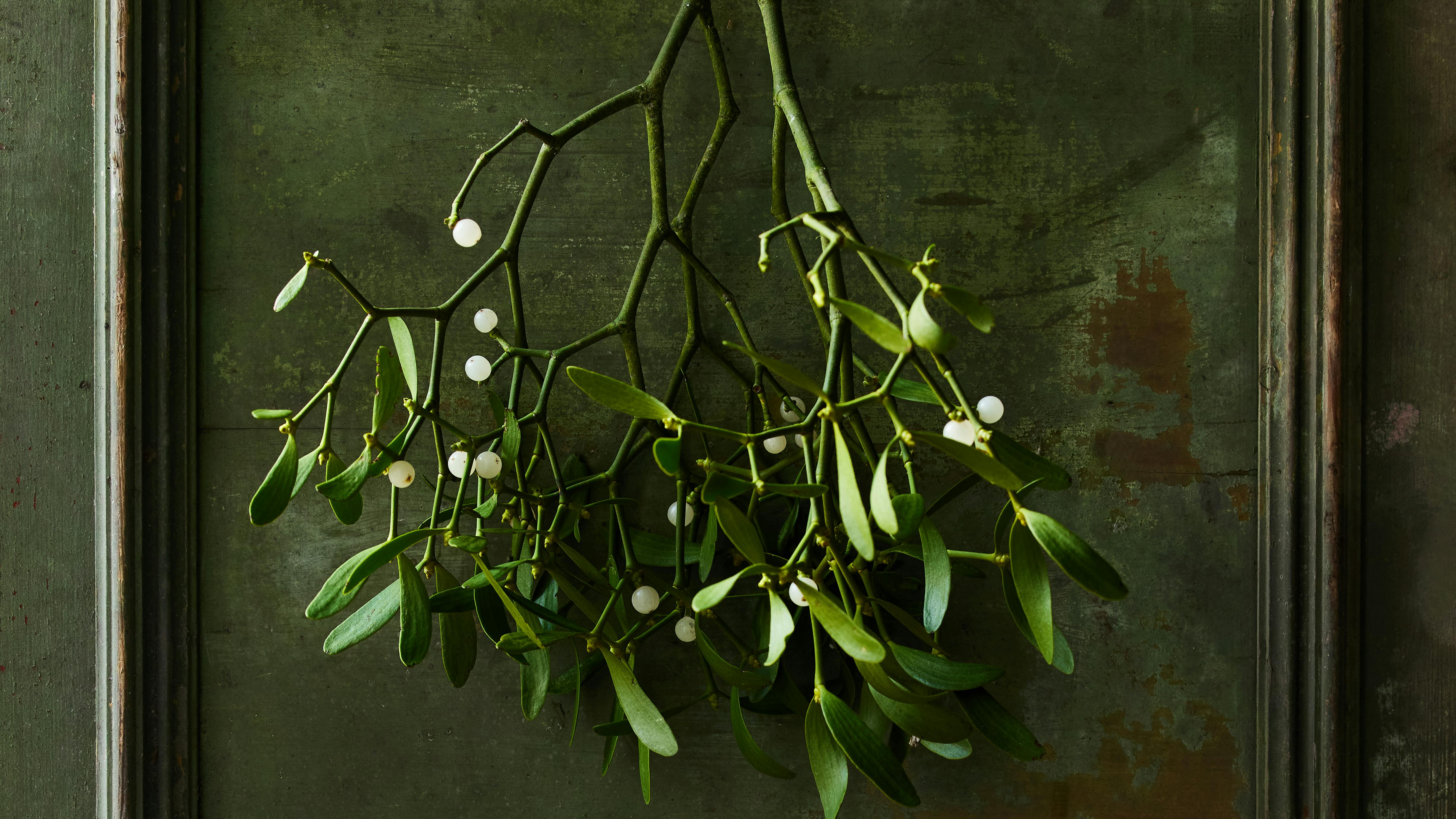 Mistelten med rødt bånd