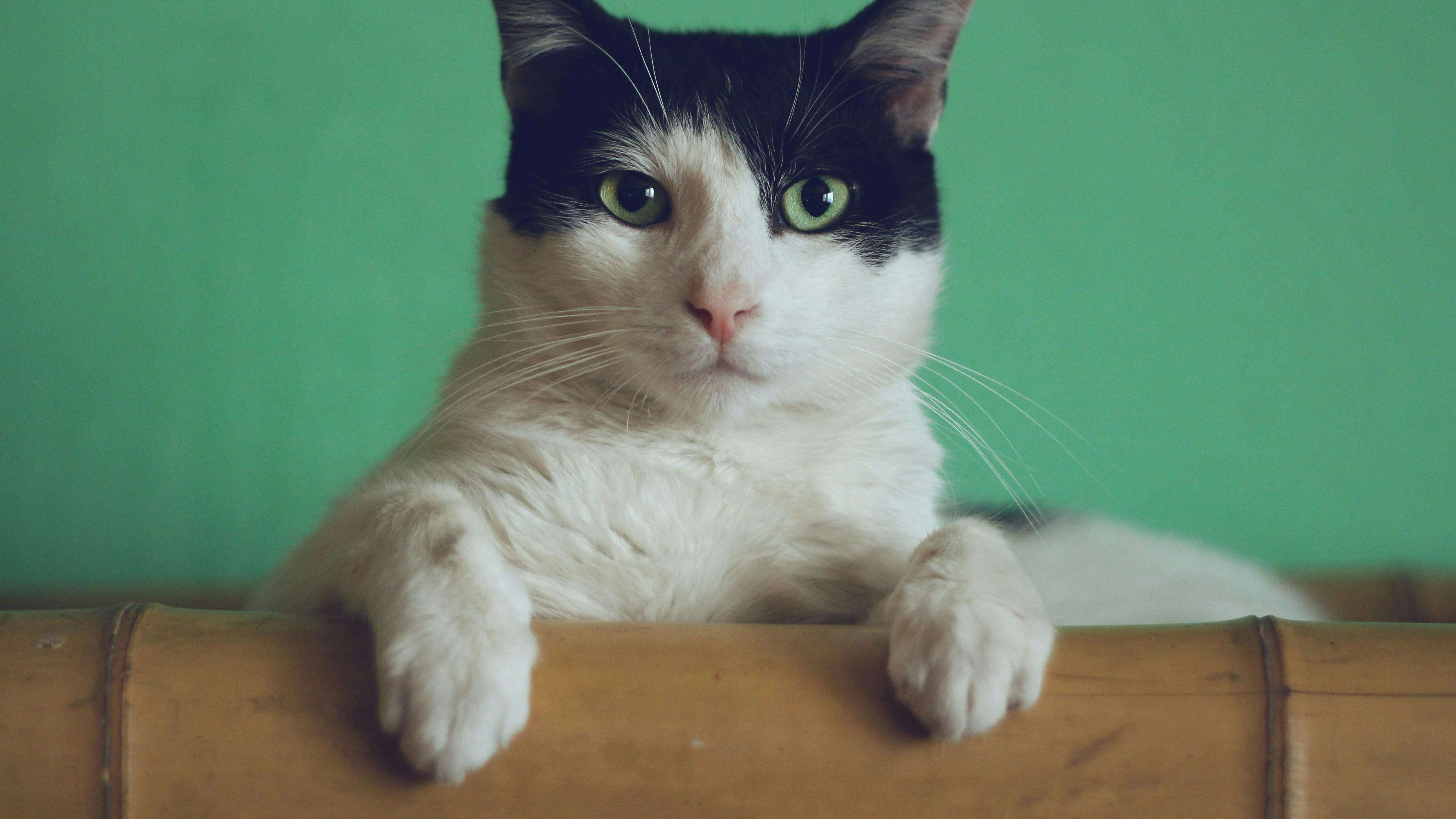 En hvid og sort kat.