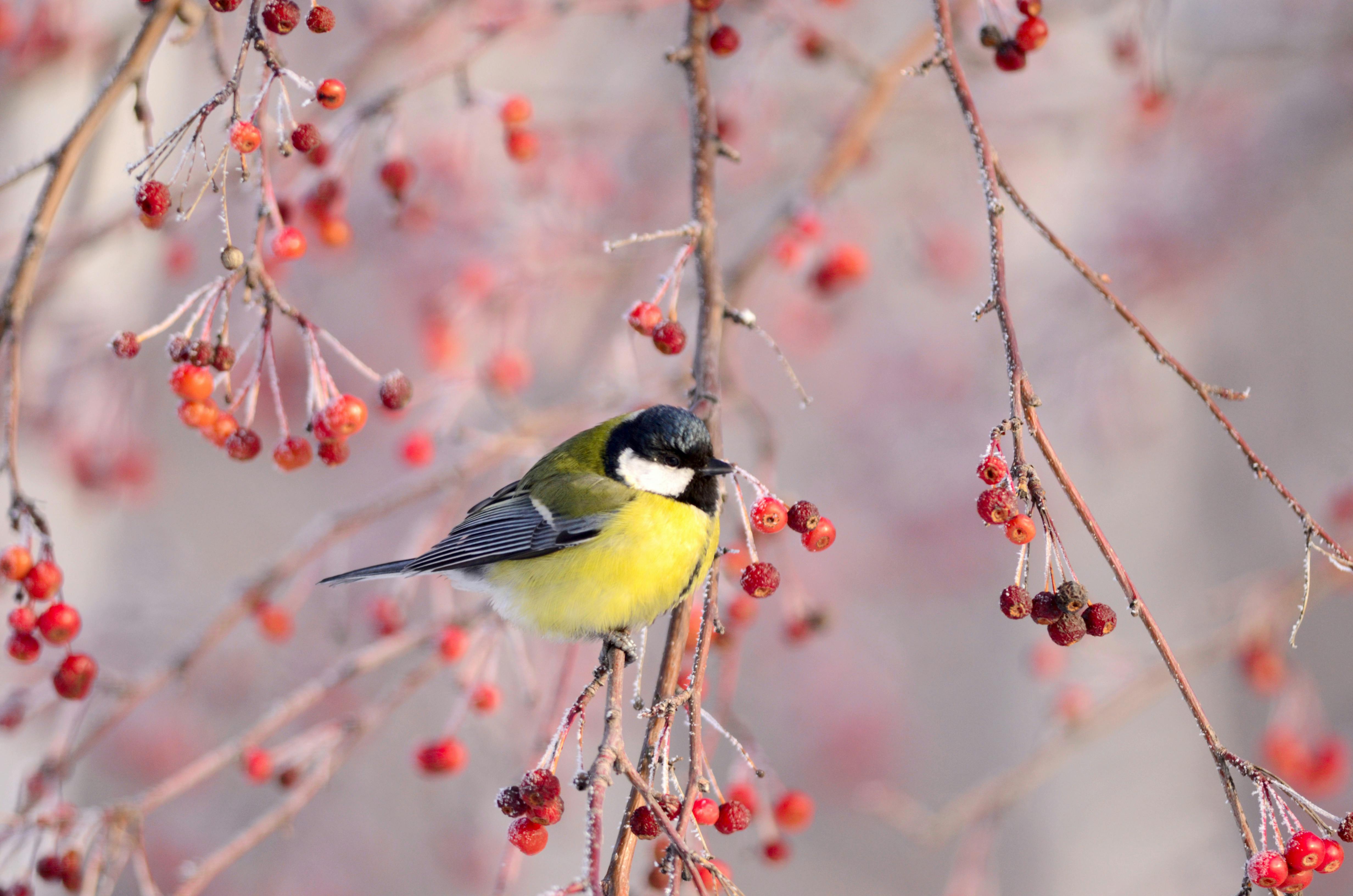 Musvit i træ med røde bær