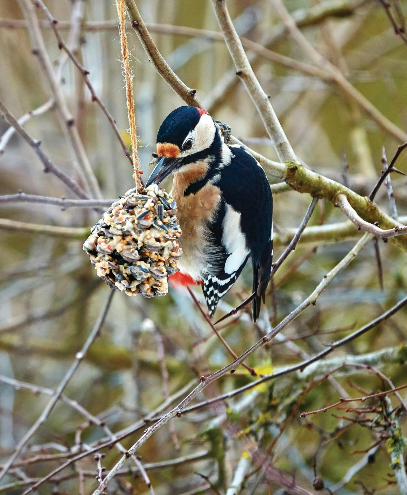 Flagspætte på gren med mejsekugle