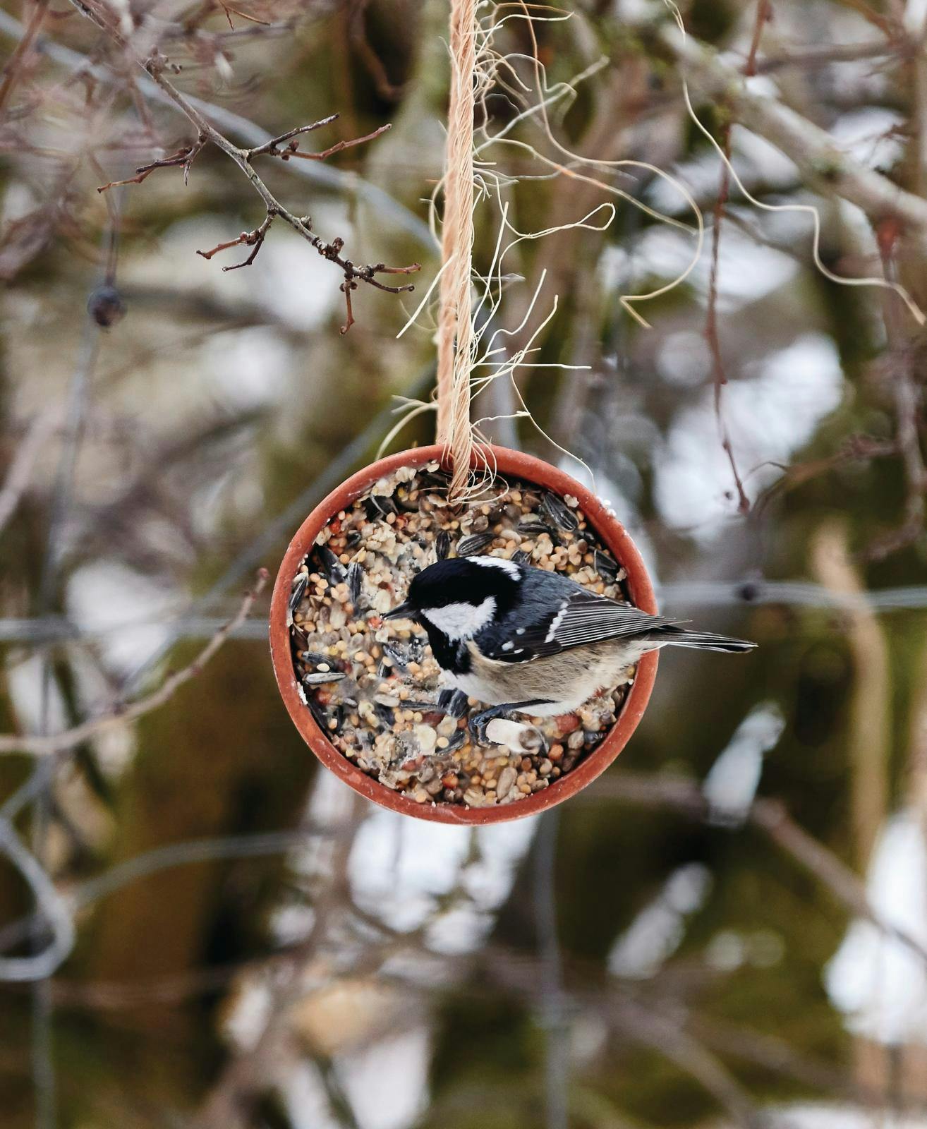 Mejse sidder på urtepotte med foderblanding