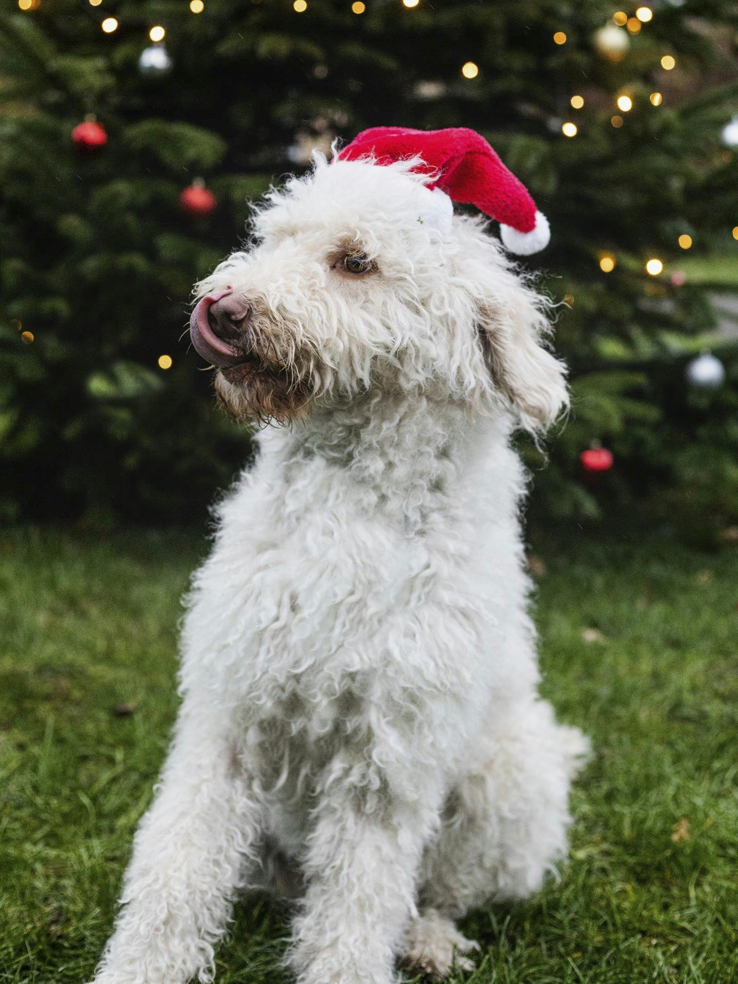 Hunden Tinka med nissehue. 
