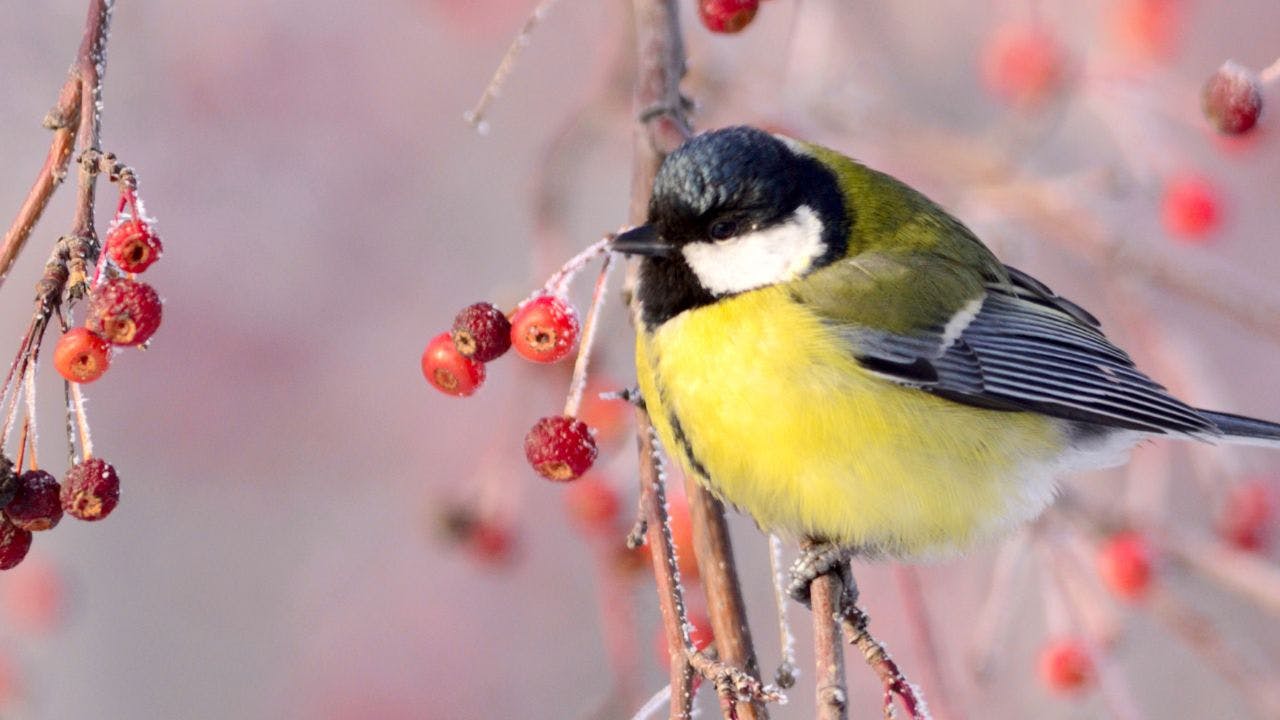 Musvit i træ med røde bær