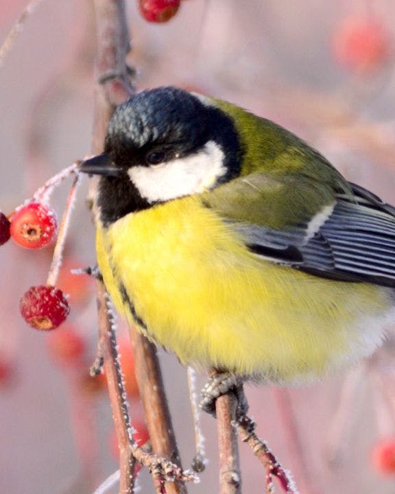 Musvit i træ med røde bær