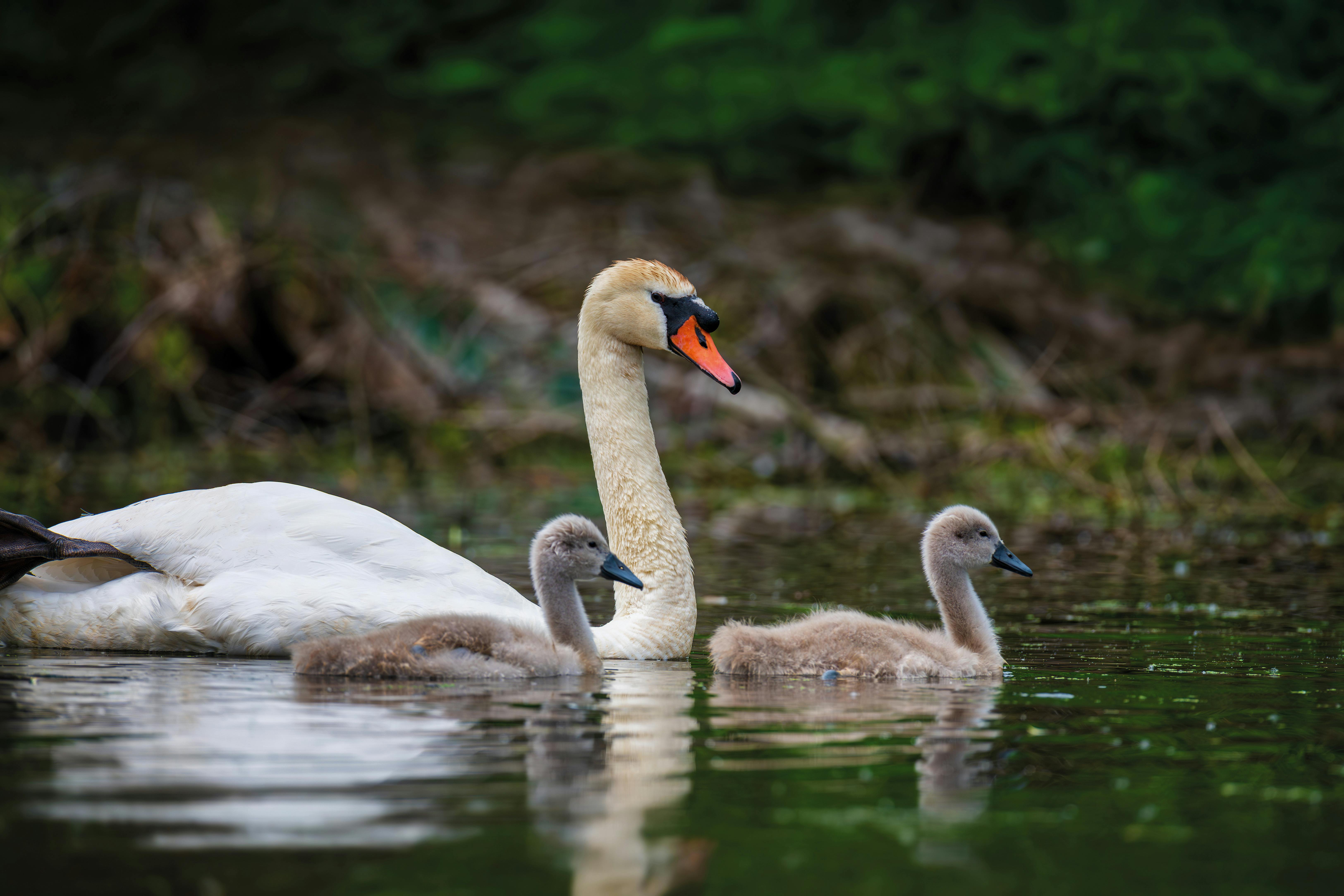 Knopsvane med to unger