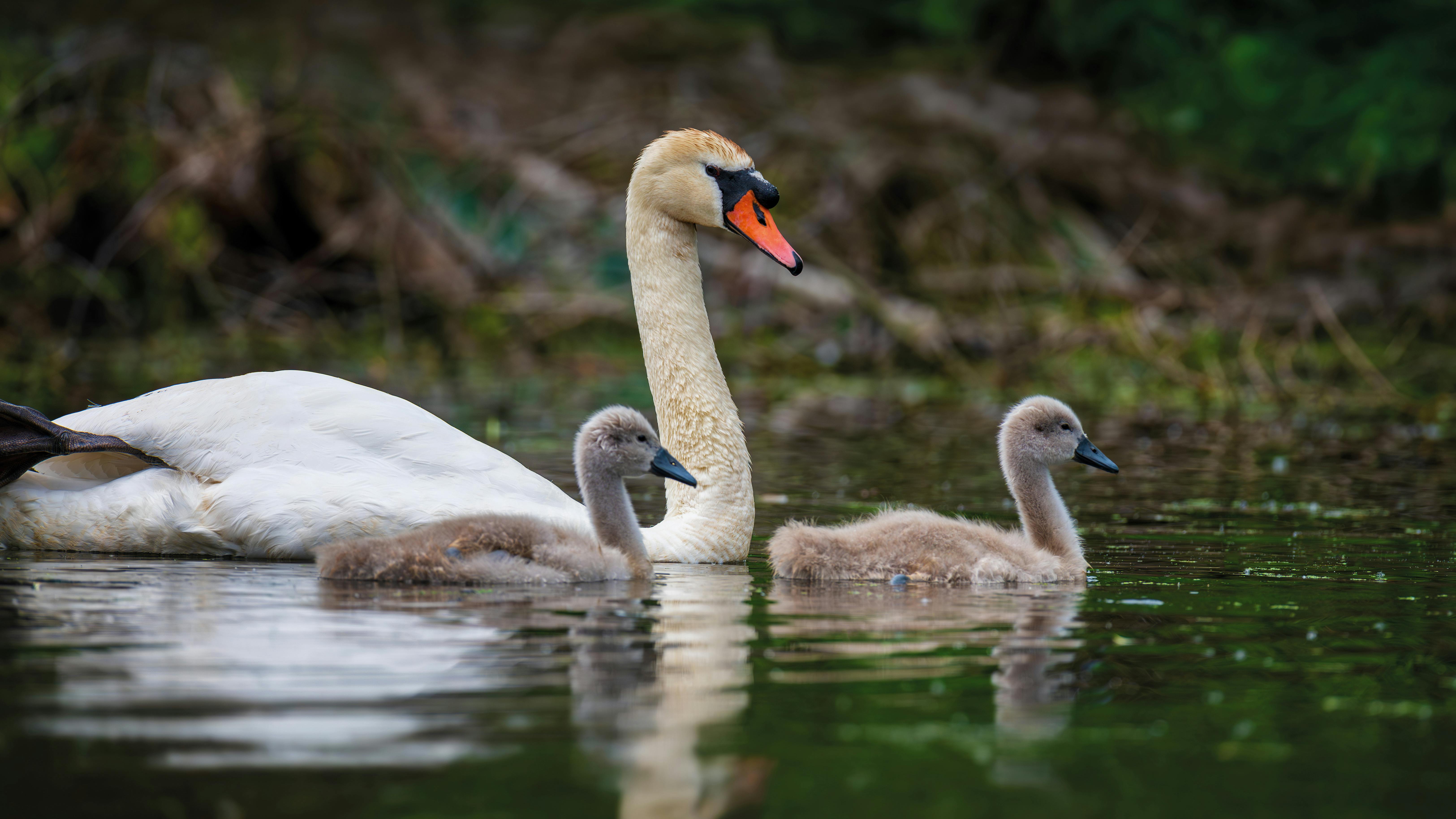 Knopsvane med to unger