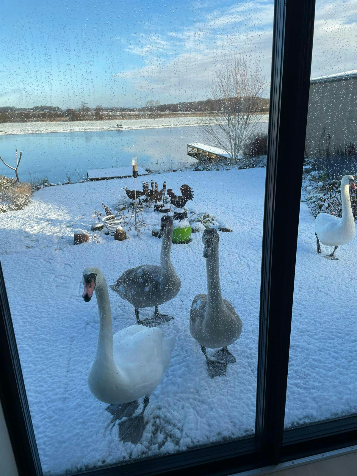 To voksne knopsvaner og to unger på snedækket terasse