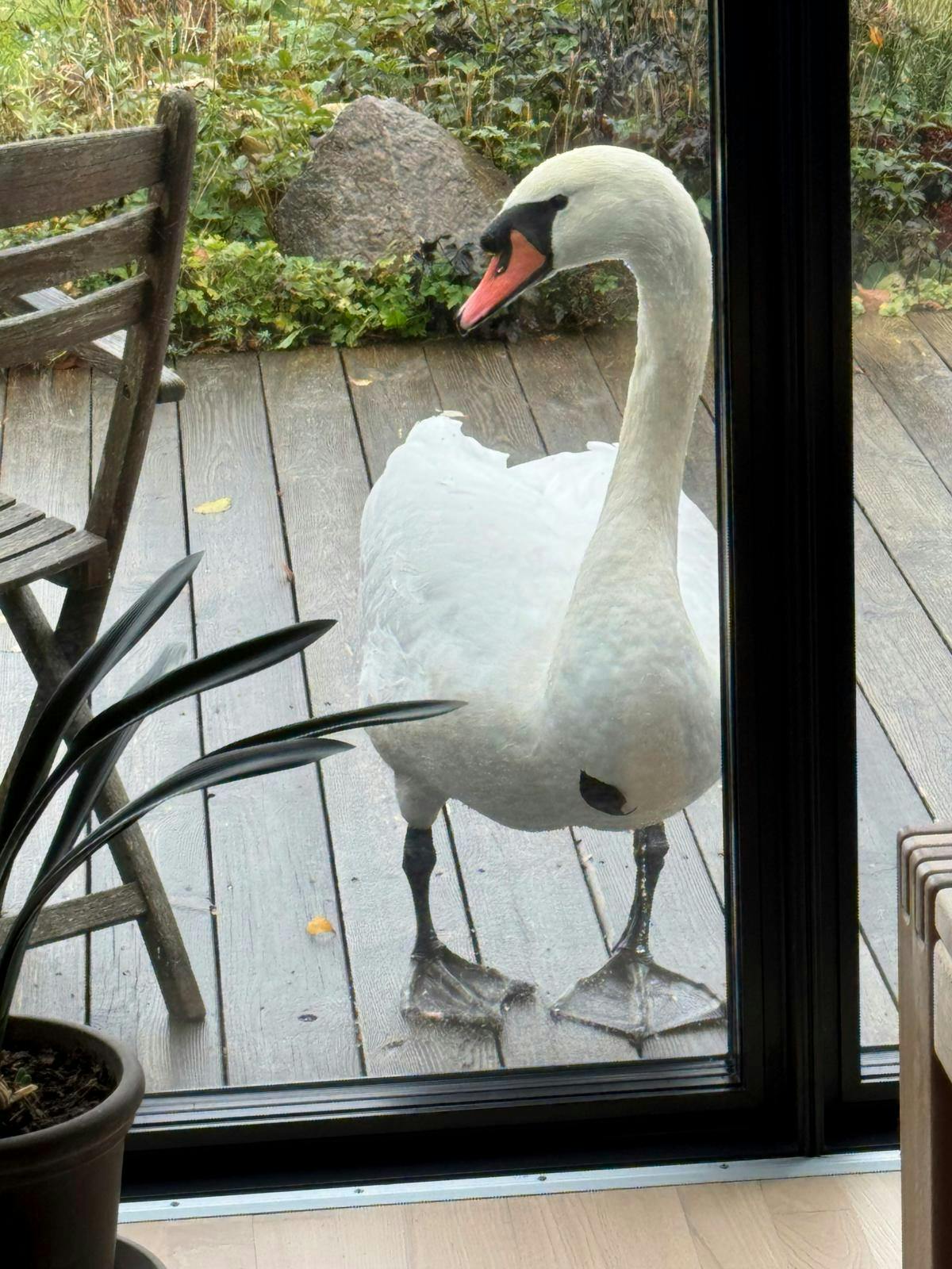 Knopsvane på terrasse