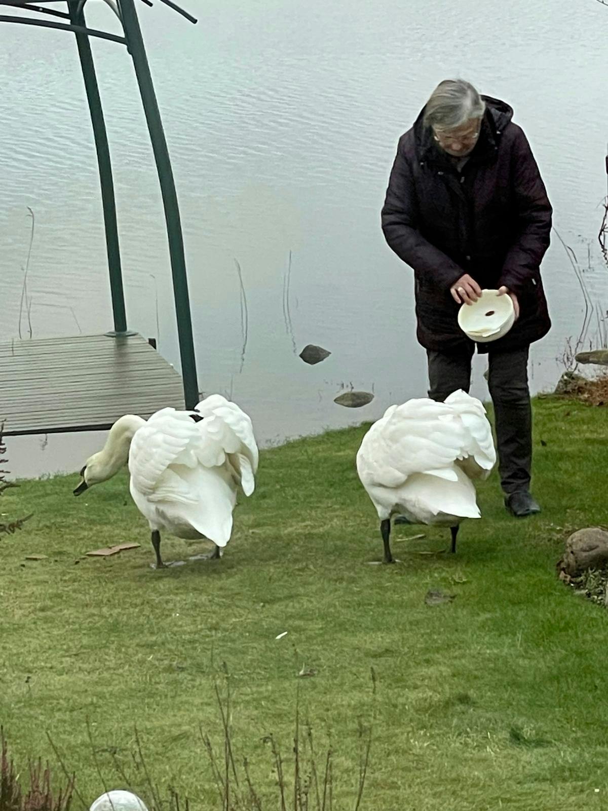 Kvinde fodrer to knopsvaner på græsplæne ved sø