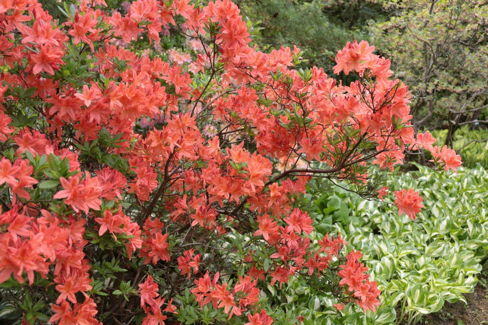 Orange azaleabusk i en have.