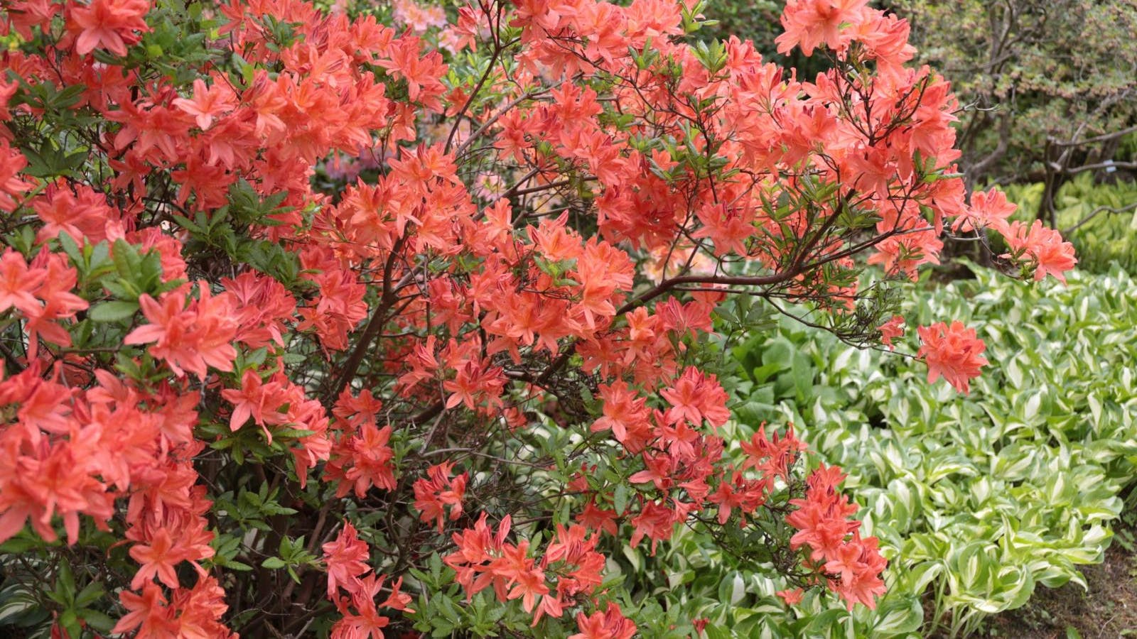 Orange azaleabusk i en have.