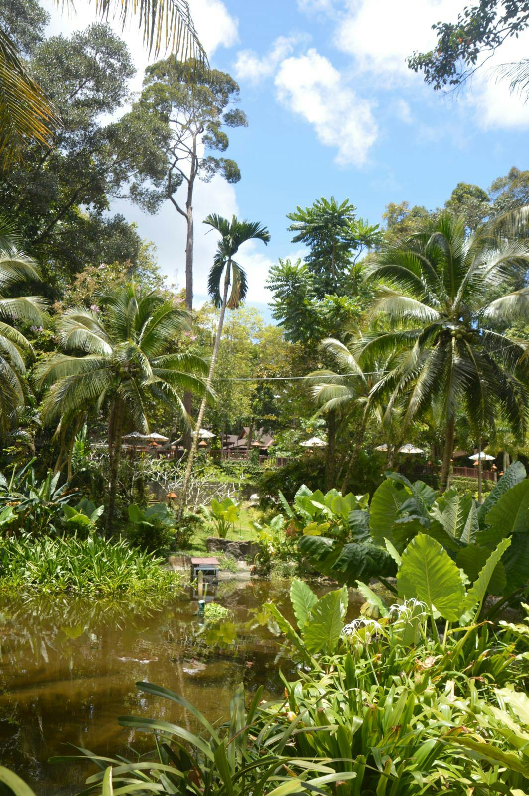 En sø og frodige, grønne træer.