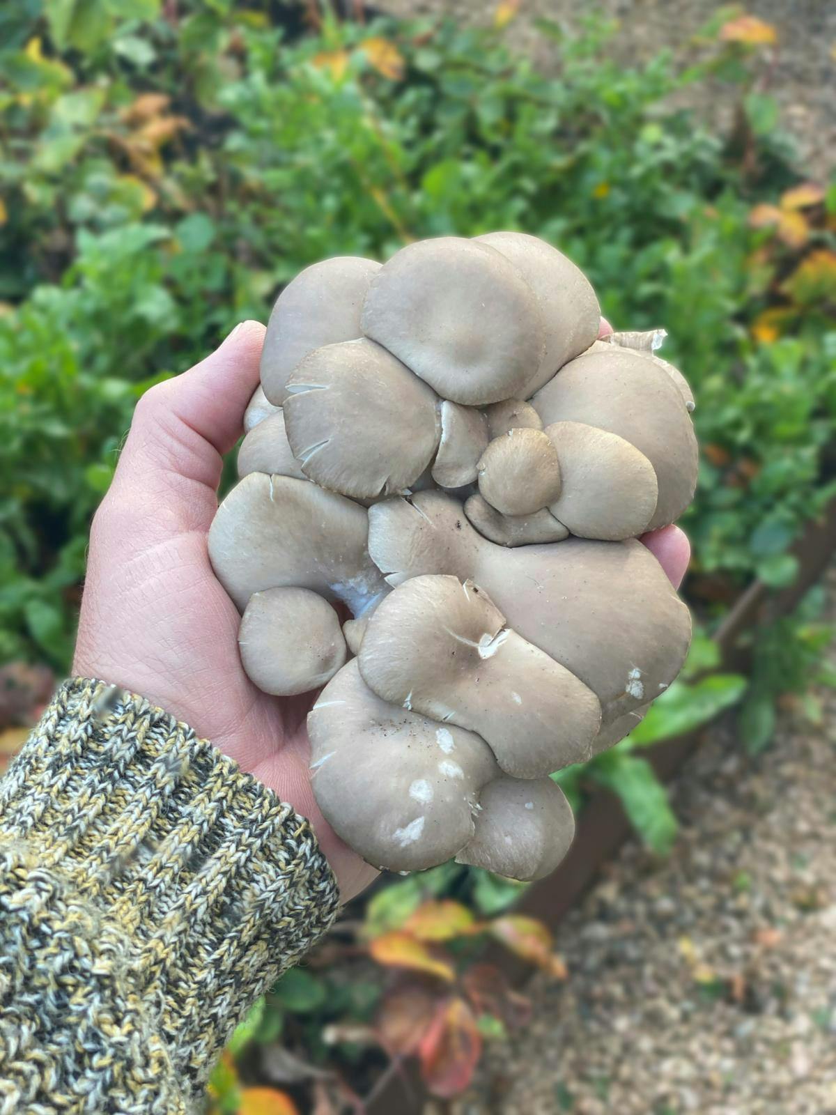 En hånd, der holder en stor østerssvamp