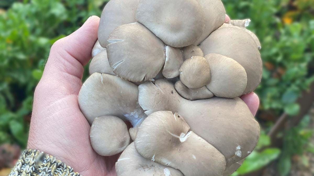 En hånd, der holder en stor østerssvamp