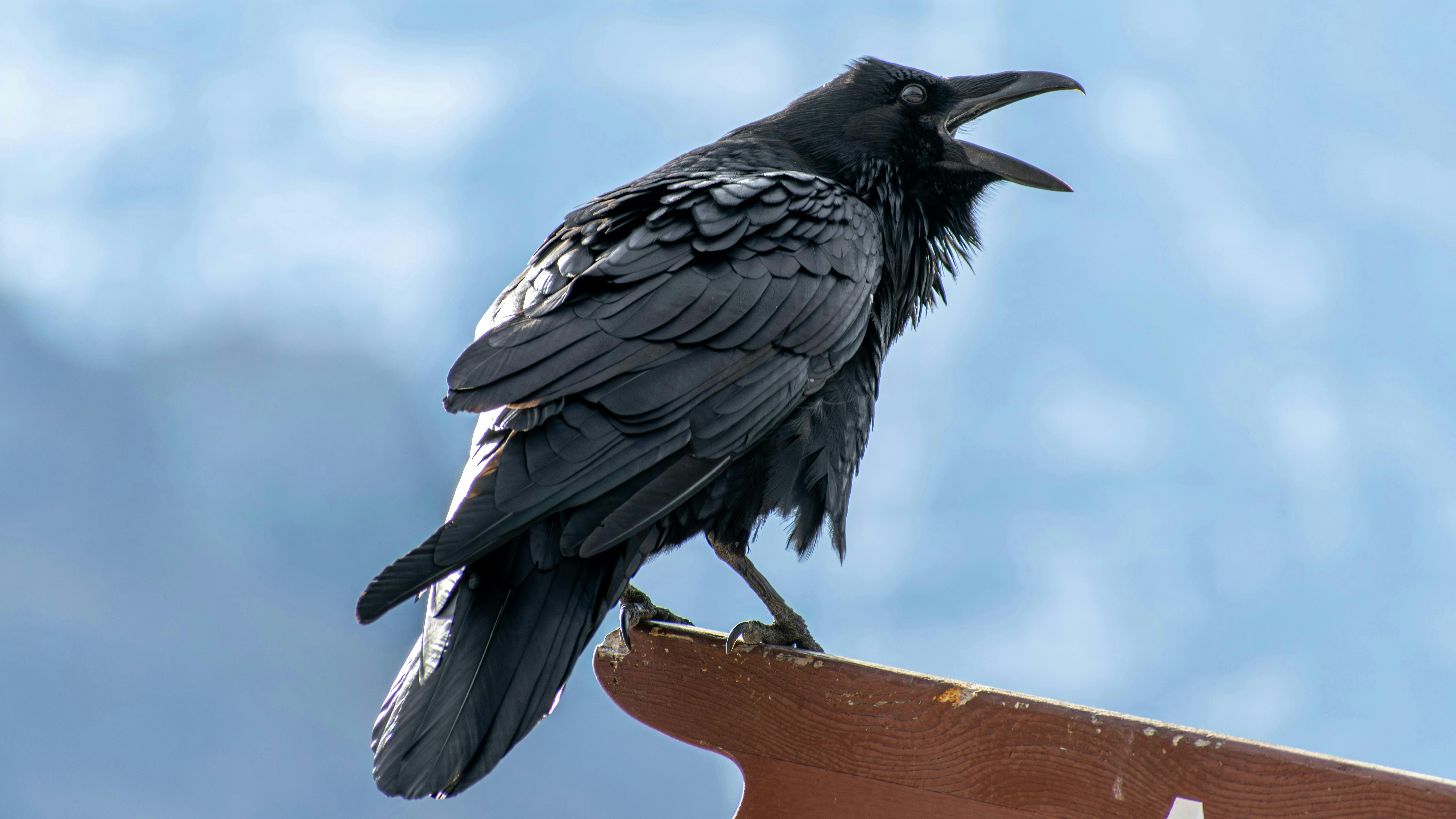 Ravn sidder på en pind med åbent næb