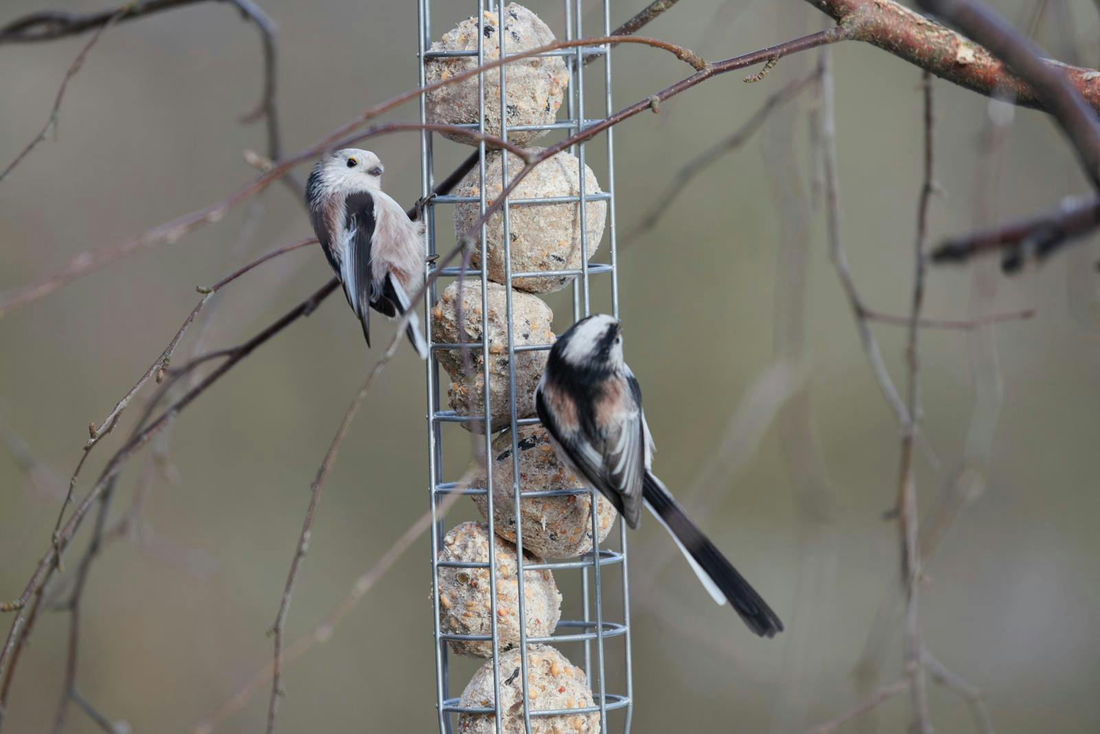 To halemejser sidder på metalrør med fedtkugler