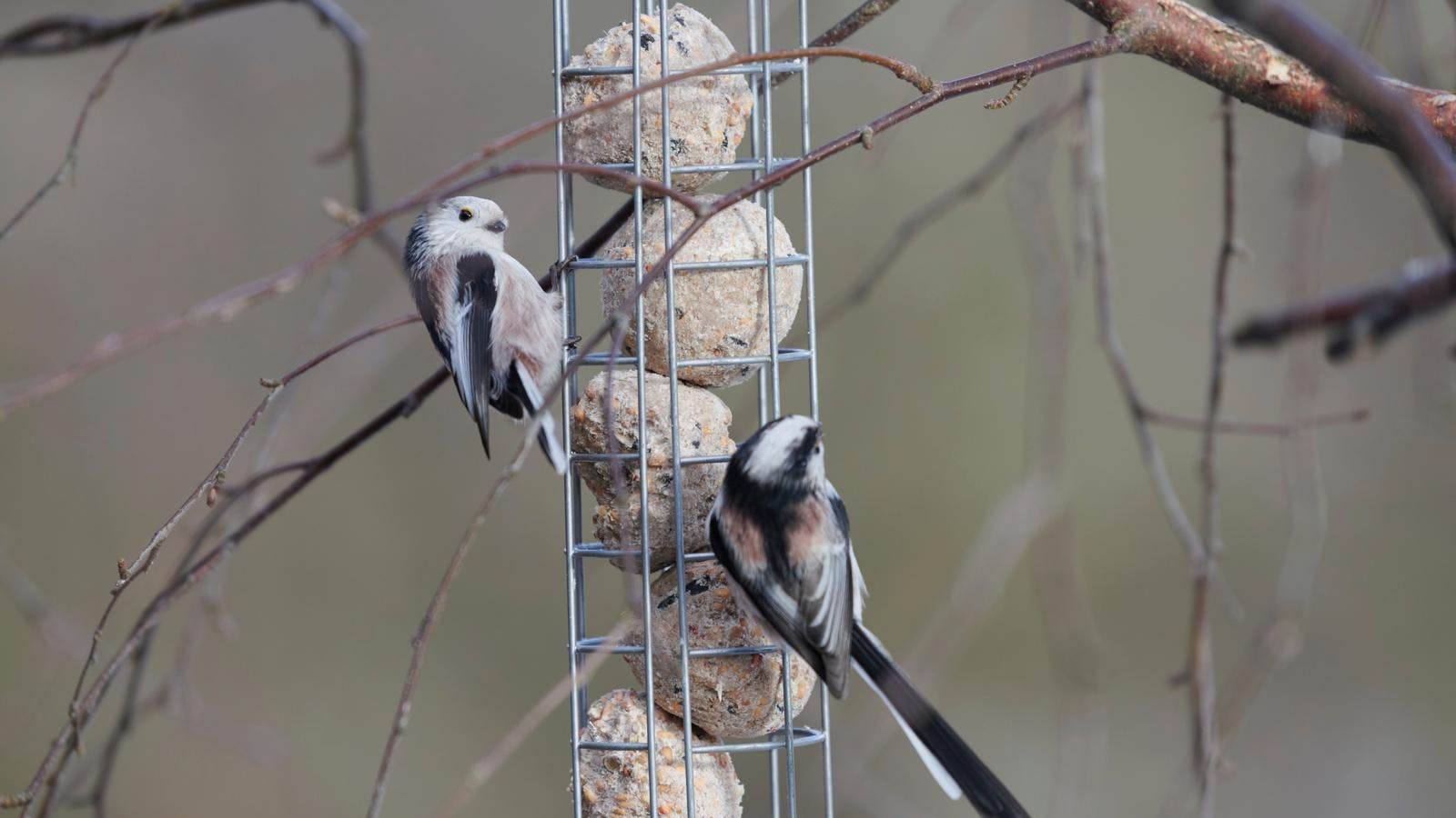 To halemejser sidder på metalrør med fedtkugler