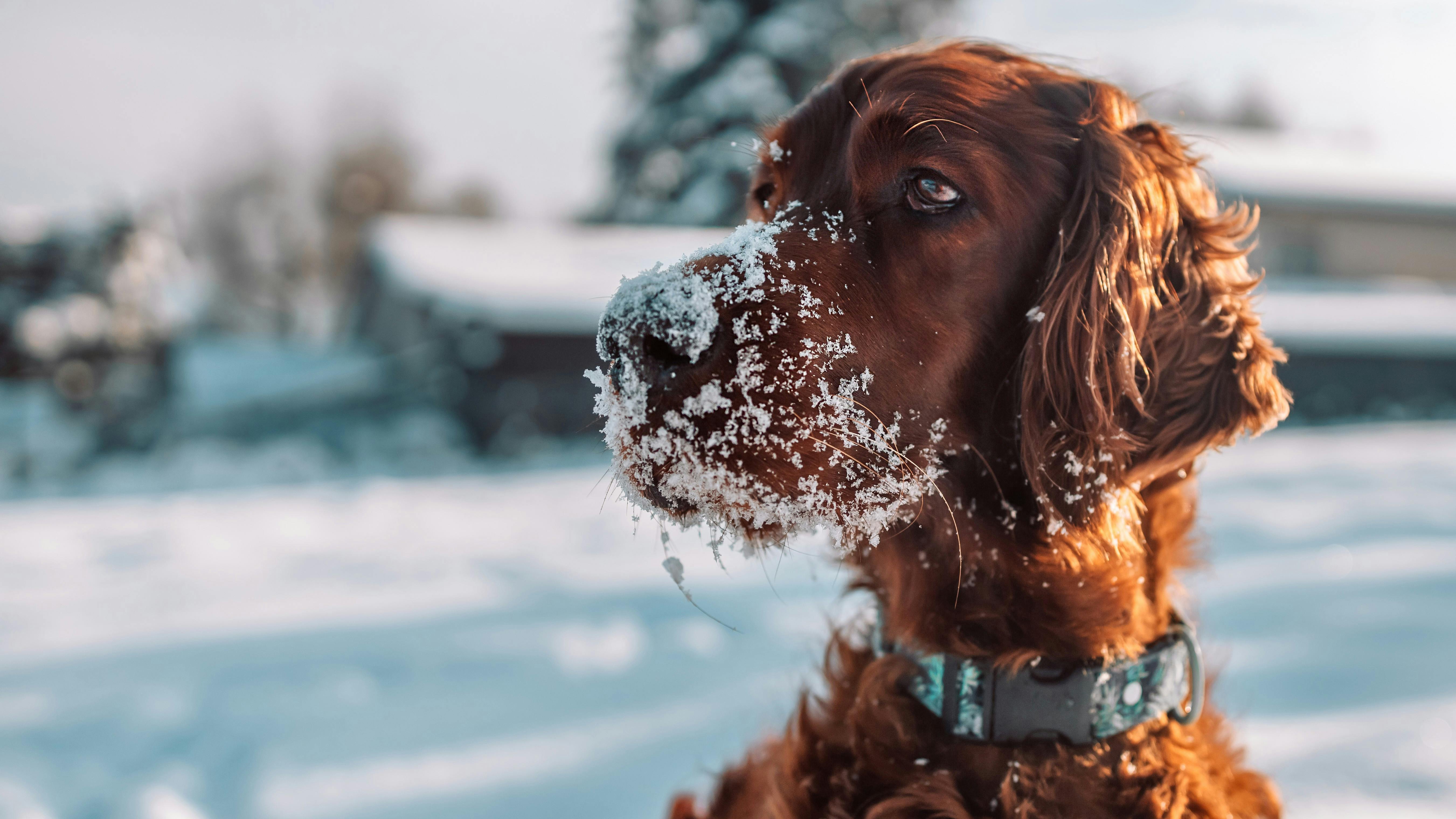 Sød Cocker Spaniel sidder på en mørk og kold mark