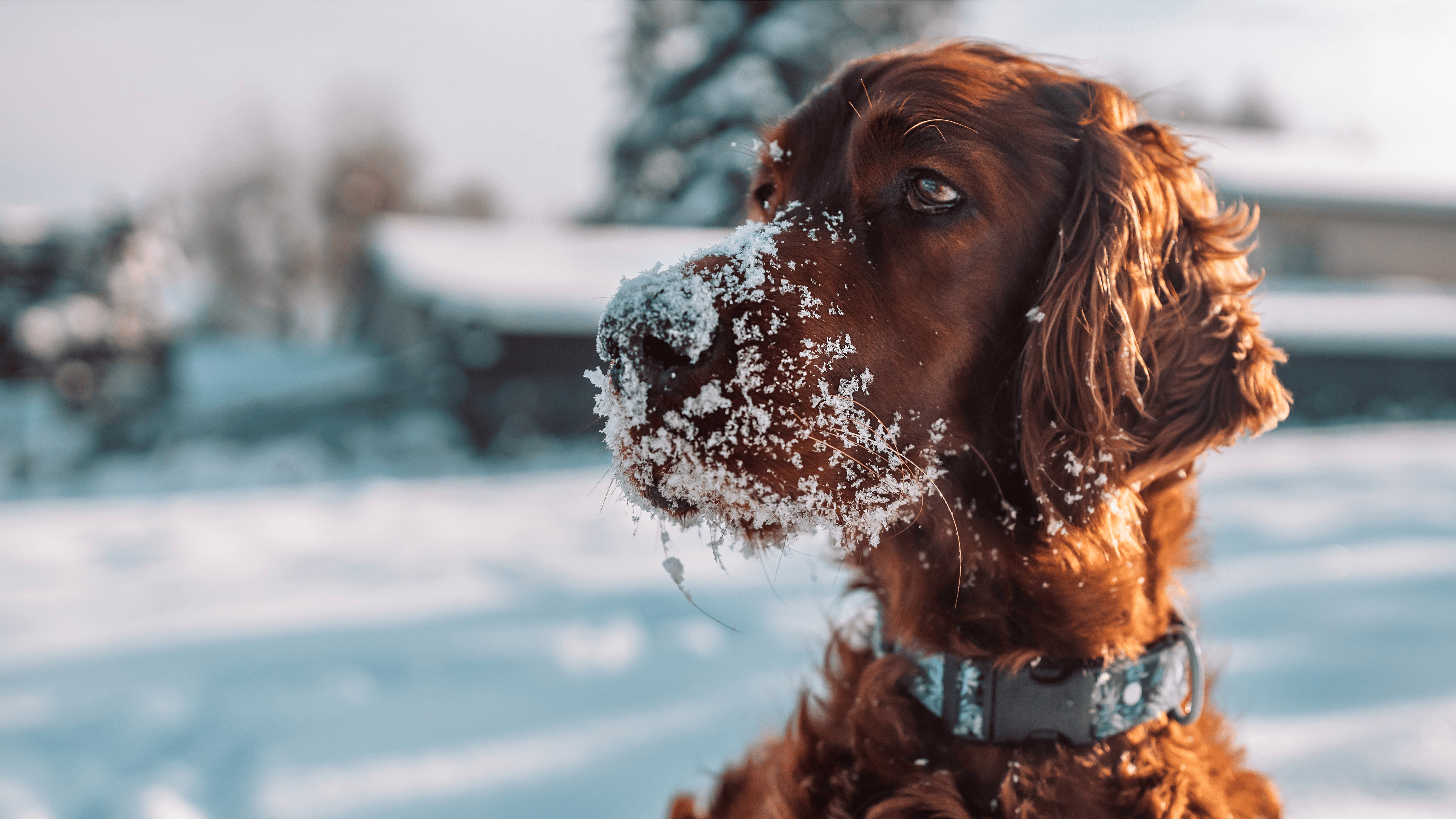 Sød Cocker Spaniel sidder på en mørk og kold mark