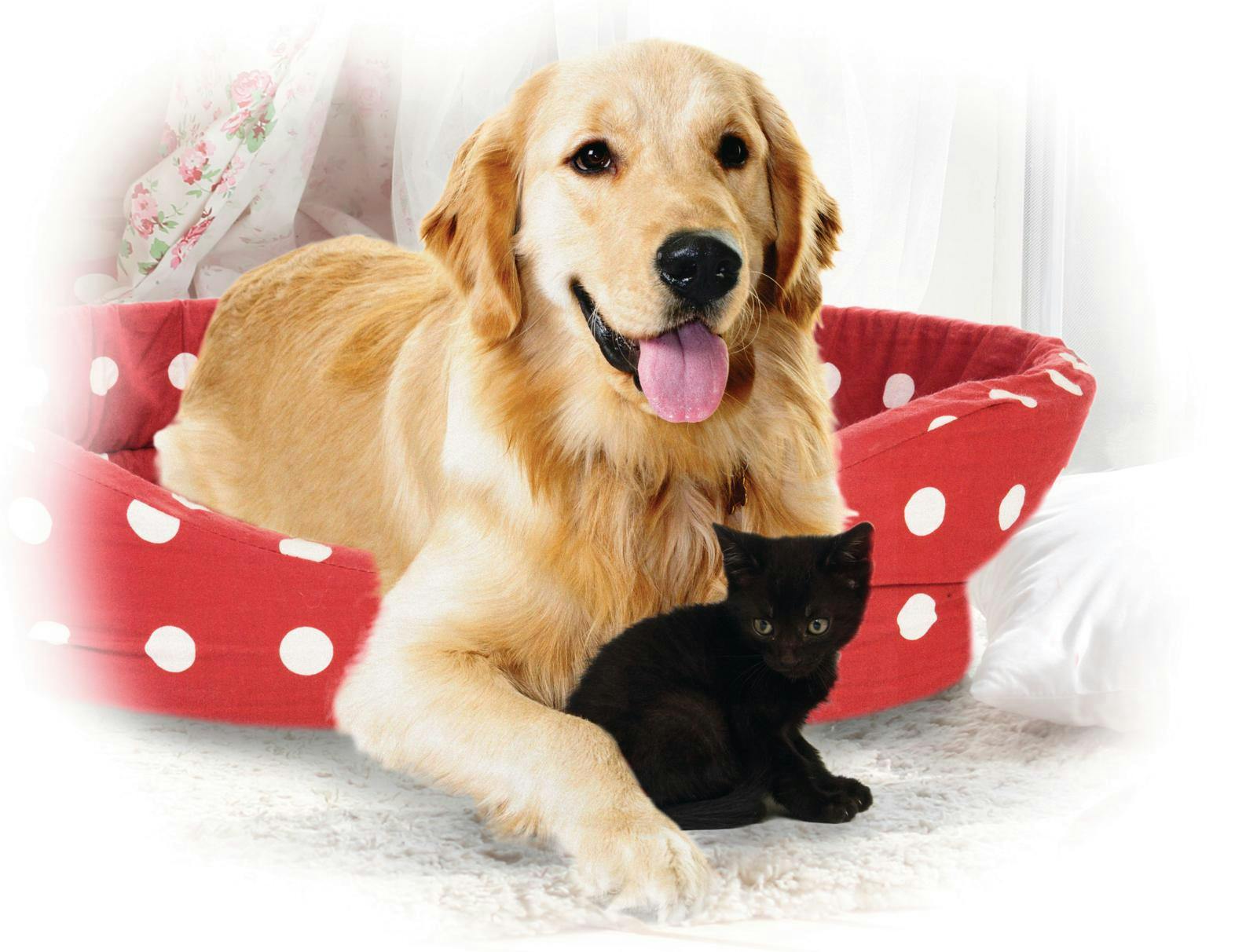 En gylden retriever ligger i en rød hundekurv med hvide prikker på et lyst gulvtæppe. Foran hunden sidder en lille sort killing