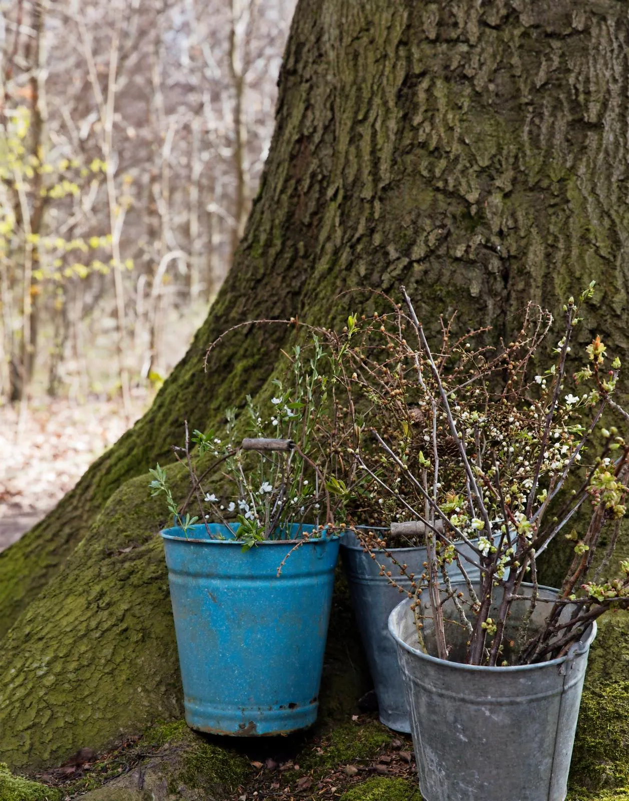 Sådan driver du grene i blomst | Familie Journal